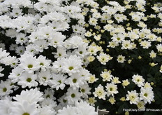 Links Ilonka, die Bacardi (rechts) heeft vervangen. Kenmerkend aan Ilonka is de ‘spierwitte’ kleur. Bacardi is nu uit de markt.